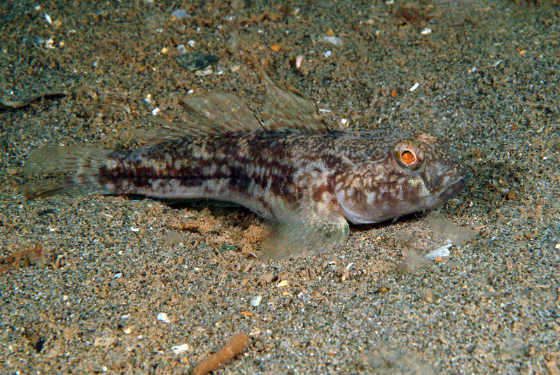 Gobius niger